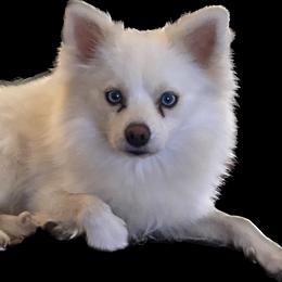 Dutch - Pomsky