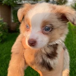 Miniature Australian Shepherd Puppies from Tin Roof Aussies