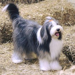 Bearded Collies from Cheryl Patterson's Bearded Collies