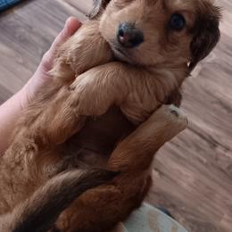 Dachshund Puppies from TNT MINI DACHSHUNDS