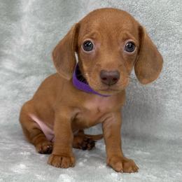 Female 2 - Red female Dachshund puppy in Birmingham, Alabama from LongBottomDachshunds