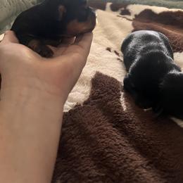 Yorkshire Terrier All Grown Up from Yorkie Love