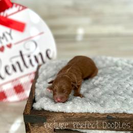 Orange Collar - Red male Cavapoo puppy in St George, Utah from Picture Perfect Doodles
