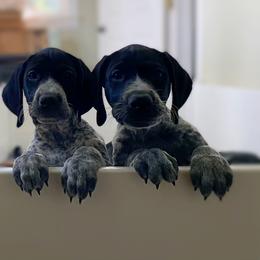 German Shorthaired Pointer Puppies from Thunder Mountain Gun Dogs
