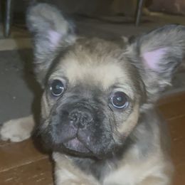 Jada - French Bulldog