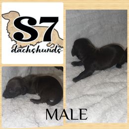 Dachshund Puppies from S7 Dachsunds