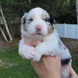 Australian Shepherd Puppies from Solace Australian Shepherds