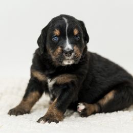 Stormy - female Australian Mountain Doodle puppy in Cortez, Colorado from Sassy Pants Pups