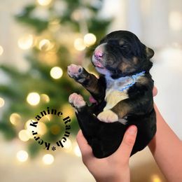 Simon - Tri-color male Bernedoodle puppy in Ashton, Idaho from Kerr Kanine Ranch