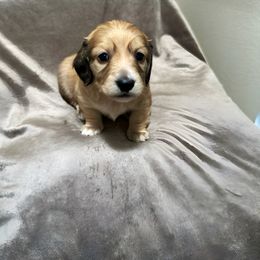 Dachshund Puppies from Lake Forest Cream Dachshunds