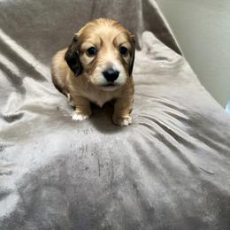 Dachshund Puppies from Lake Forest Cream Dachshunds
