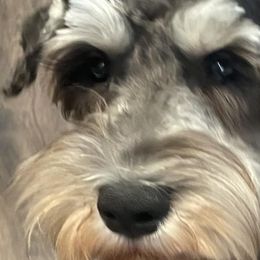 Miniature Schnauzers from West of the Rhine Miniature Schnauzers
