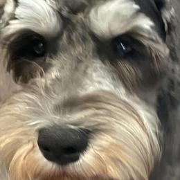 Miniature Schnauzers from West of the Rhine Miniature Schnauzers