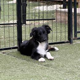 Razor - Black tri male Miniature American Shepherd puppy in Garysburg, North Carolina from Schaefer's Miniature American Shepherds