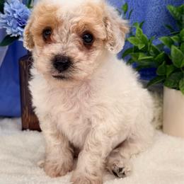 Felix - Cream male Poodle puppy in West Plains, Missouri from Suncreek Puppies
