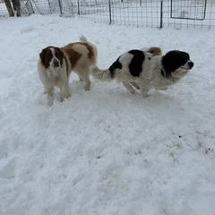 Karakachan and Labrador Retriever All Grown Up from Victorian Acres