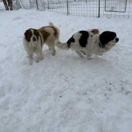 Karakachan and Labrador Retriever All Grown Up from Victorian Acres