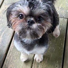 Dobie - Black and tan male Shih Tzu puppy in Modesto, California from 🌗 New Moon Shih Tzu 🌗