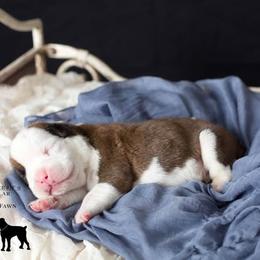 Boxer Puppies from Hawk Creek Boxers