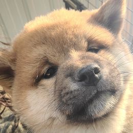 Shiba Inu Puppies from Fountains Courageous