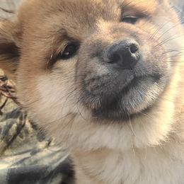 Shiba Inu Puppies from Fountains Courageous