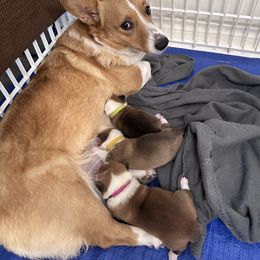 Pembroke Welsh Corgi puppies from The Crazy Corgi Bunch