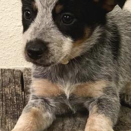 Australian Cattle Dogs and French Bulldogs from HM Kennels