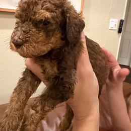 Brown - Chocolate male Labradoodle puppy in Shingle Springs, California from California Double Doodles