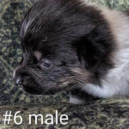 Boy 2 - Black and tan male Pembroke Welsh Corgi puppy in Alexandria, Minnesota from Tammy Gorham Corgis