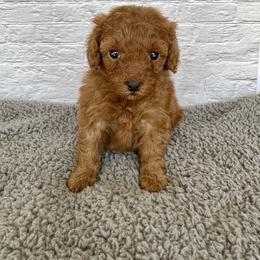 Sparkle (AKC) - Red  female Poodle puppy in Riverside, California from Red Toy Poodle World