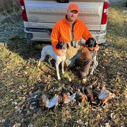 German Shorthaired Pointer All Grown Up from The Nosbisch Ranch Shorthaired Pointers
