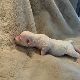Charlie - White male Bichon Frise puppy in Vancouver, Washington from Badook Bichons