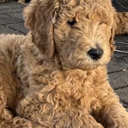 Goldendoodles from Doodlesoflove