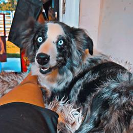 Athena - Australian Shepherd