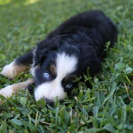 Miniature Australian Shepherd Puppies from Firefly River Mini Aussies