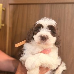 Chocolate parti male 2 - Parti male Goldendoodle puppy in Vallejo, California from Well Rooted Doodles