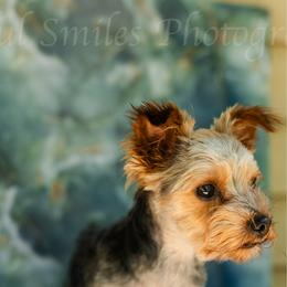 JoJo - Yorkshire Terrier
