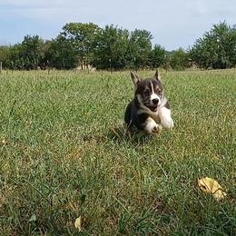 Darla Little Rascals - Black and tan female Pembroke Welsh Corgi puppy in Redfield, Kansas from Owenby's Corgi's