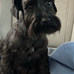 Brooklyn - Miniature Schnauzer