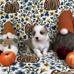 Atlas - Red and white male American Corgi puppy in Waskom, Texas from Piney Woods Corgis
