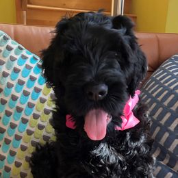 Black Russian Terriers from Gentle Beast