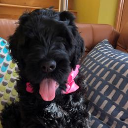 Black Russian Terriers from Gentle Beast