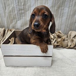 Wanda 2000 - Red female Dachshund puppy in Anaconda, Montana from Montana Country Dachshunds