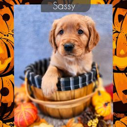 Sassy - Dark golden female Golden Retriever puppy in Shelton, Washington from Kennedy Goldens