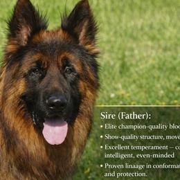 German Shepherd Puppies from Brooks High Quality Breeders