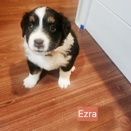 Ezra - Black tri female Miniature American Shepherd puppy in Longview, Washington from Rainy Rivers Farms