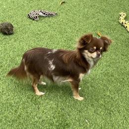 Stormi - Chihuahua
