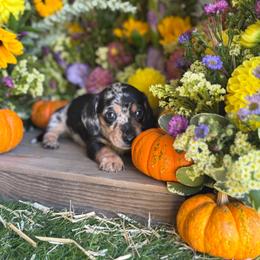 Short hair silver - Dapple male Dachshund puppy in Wills Point, Texas from East Mini Dachshunds Texas