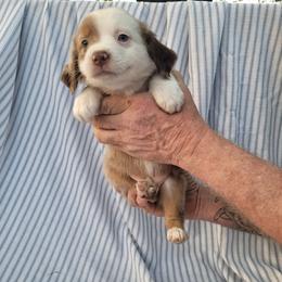 Miniature Australian Shepherd Puppies from Rutland Aussies