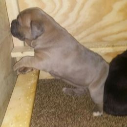 Cane Corso Puppies from Forza Cane Corso